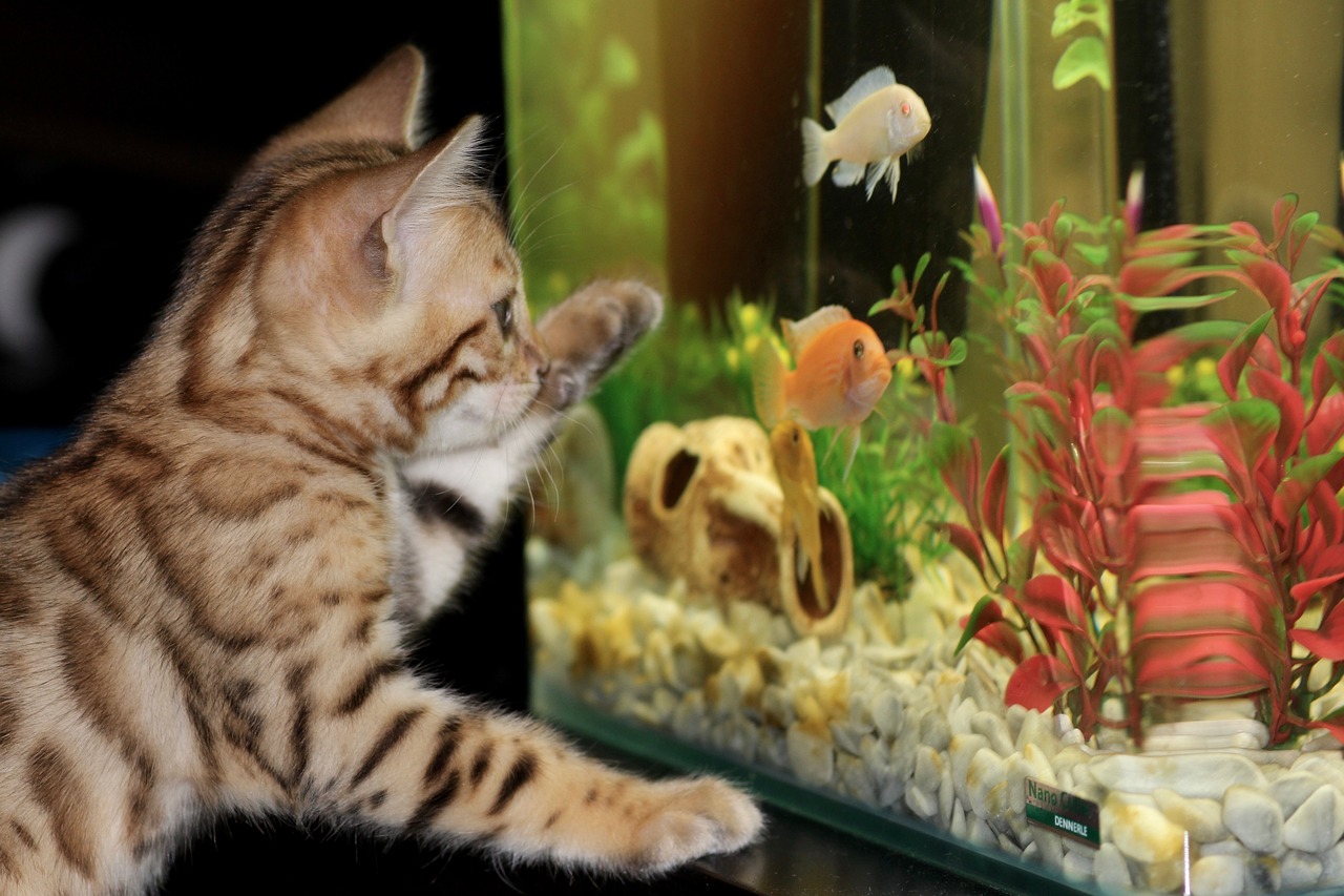 kitten, aquarium, nature