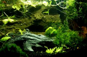 aquarium, aquatic plants, creature