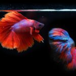 siamese fighting fish, fighting fish, fish